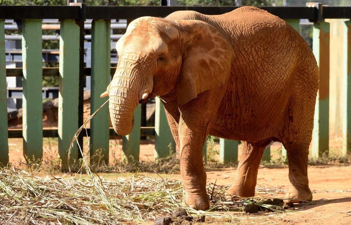 Zoológico de Brasília terá atrações especiais no feriado, com muitas brincadeiras e educação ambiental