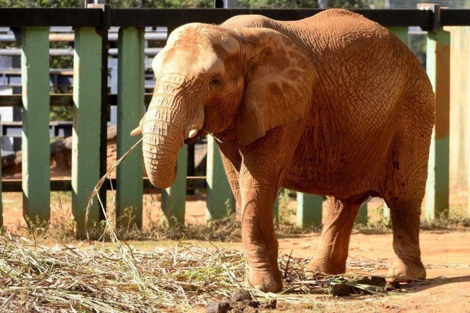 Zoo geralmente fecha às segundas-feiras para manutenção e cuidados com os animais, mas decidiu ampliar o o - (crédito: Marcelo Ferreira/CB/D.A Press) Zoo geralmente fecha às segundas-feiras para manutenção e cuidados com os animais, mas decidiu ampliar o o - (crédito: Marcelo Ferreira/CB/D.A Press)
