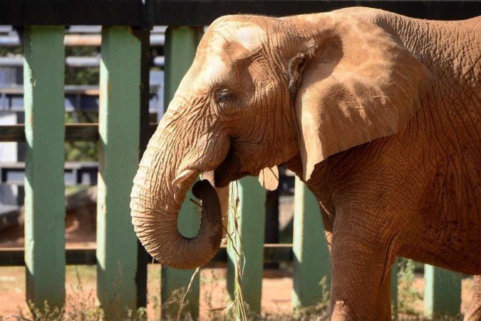  Zoo de Brasília abre com programação especial para a garotada