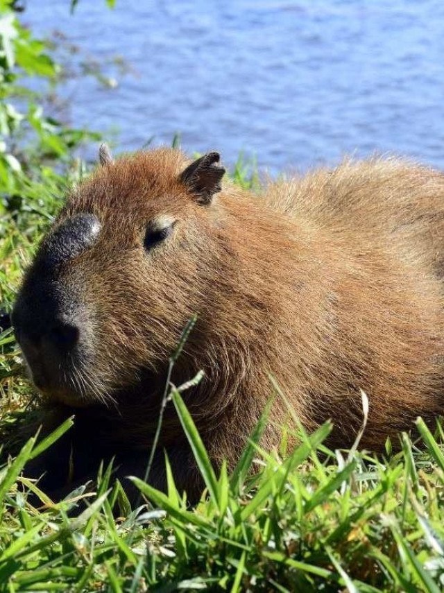 Capivaras, Curiosidades, Documentários Animais