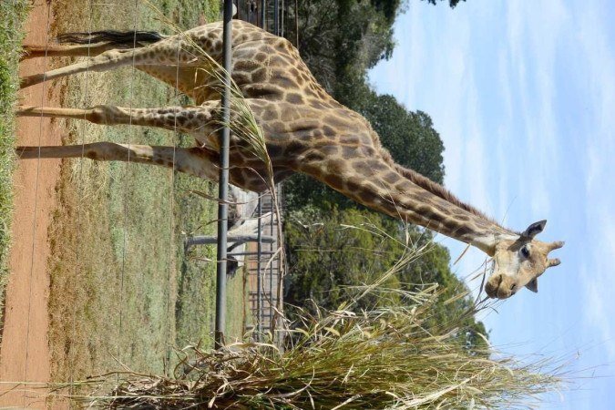  15/06/2023 Crédito: Marcelo Ferreira/CB/D.A Press. Brasil. Brasilia - DF - Zoológico de Brasília.  21 de junho celebra-se o dia mundial da Girafa. Girafa Yasa