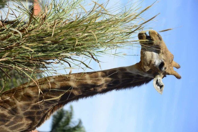  15/06/2023 Crédito: Marcelo Ferreira/CB/D.A Press. Brasil. Brasilia - DF - Zoológico de Brasília.  21 de junho celebra-se o dia mundial da Girafa. Girafa Yasa