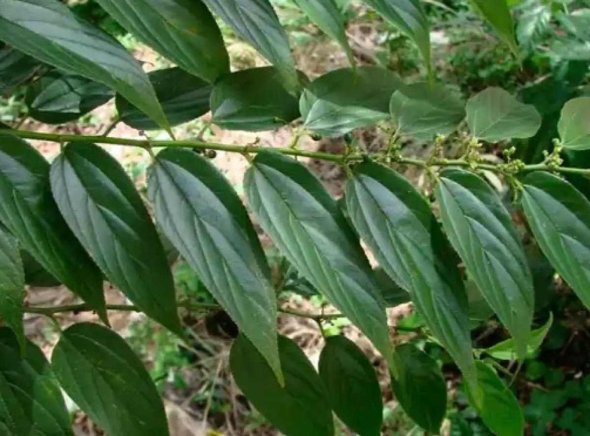 Canabidiol é identificado em planta nativa brasileira