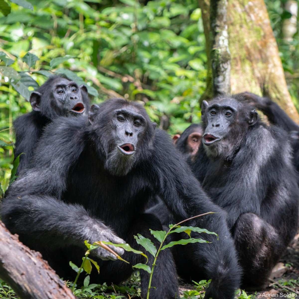 Chimpanzés têm genes que protegem contra a malária 