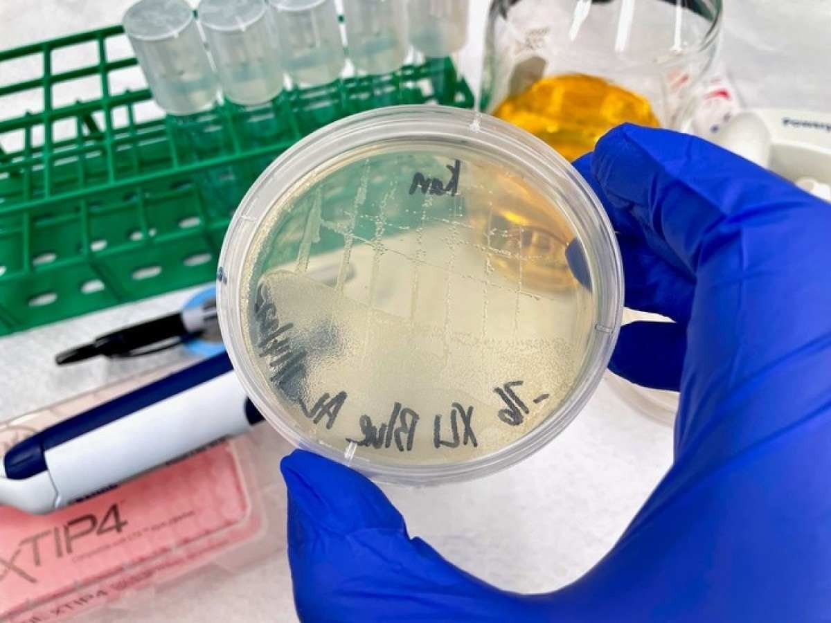 Remédio pode frear a formação de bactérias resistentes a antibióticos 