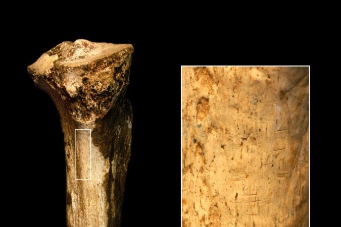 O fóssil pertence a um Homo erectus, mas os cientistas ainda não conseguem definir qual espécie em particular - (crédito: Jenifer Clark) O fóssil pertence a um Homo erectus, mas os cientistas ainda não conseguem definir qual espécie em particular - (crédito: Jenifer Clark)