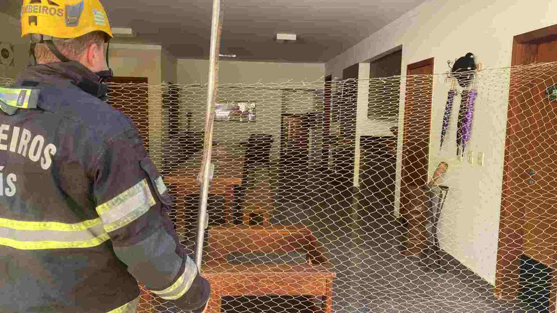 Corpo de Bombeiros de Goiás contem onça pintada em condomínio de luxo de Goiânia  