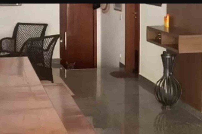 Onça é encontrada em condomínio de luxo em São Paulo. O animal está aparentemente saudável