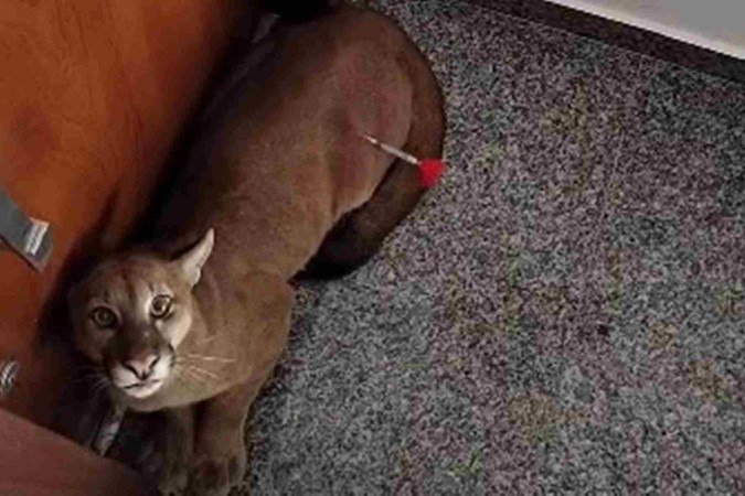  (crédito: CBMGO/Divulgação)