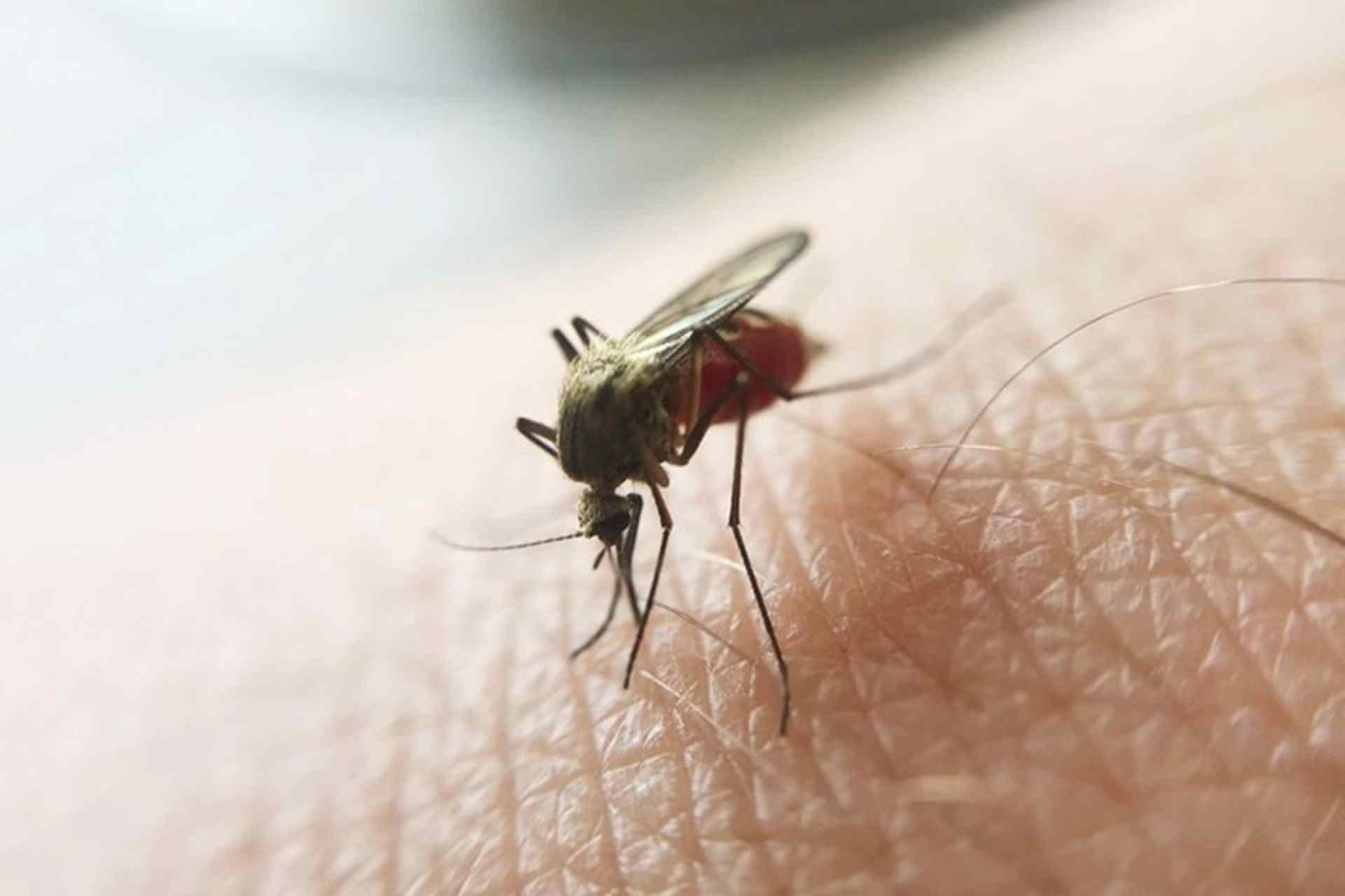 Endêmica na região Norte, malária vem aumentando no Centro-Oeste