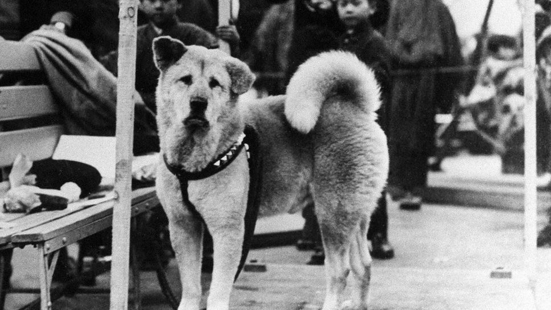 Hachiko: a história do cão 'mais fiel do mundo', que faria 100 anos