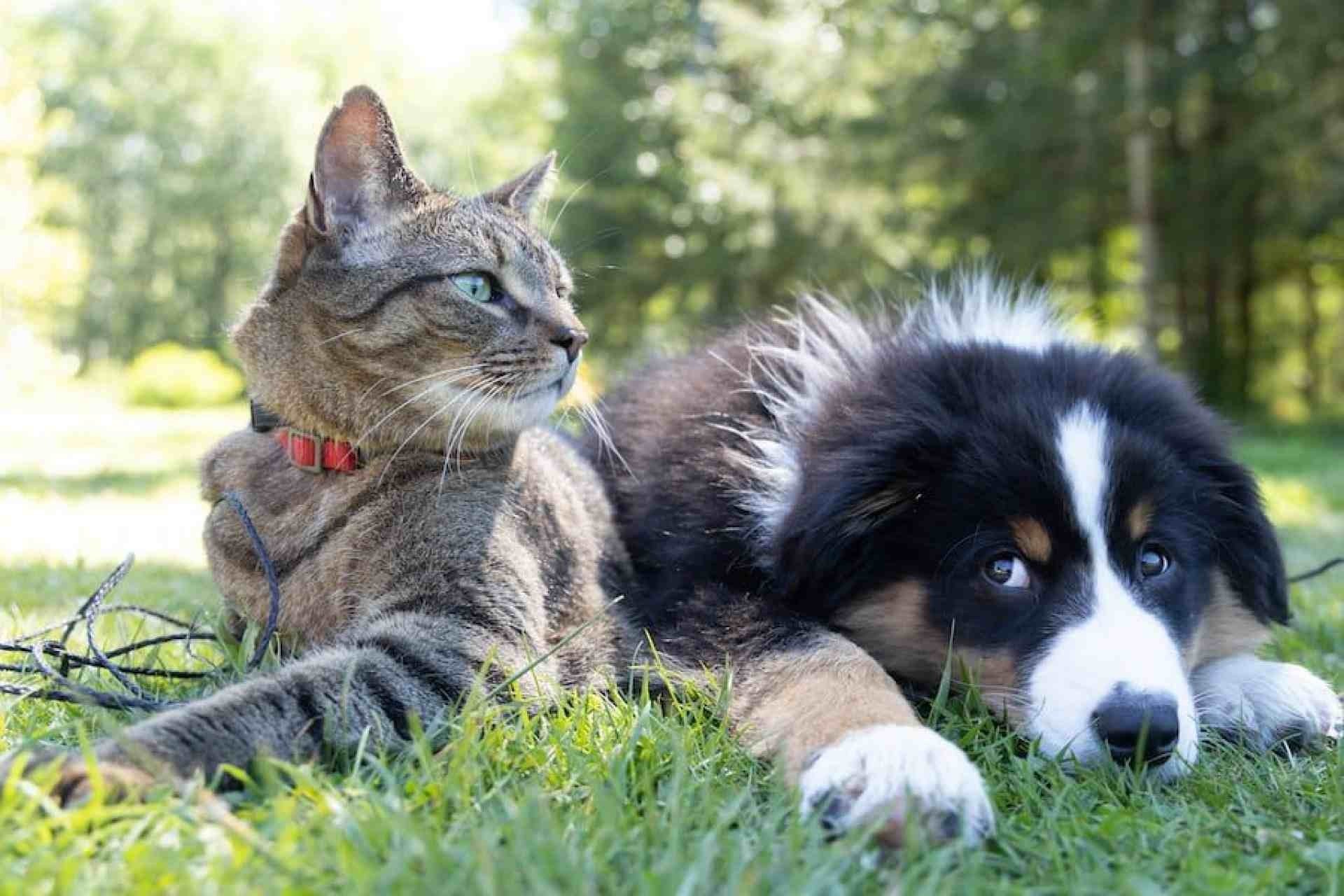 As cinco doenças mais comuns em cães e gatos: saiba como prevenir 