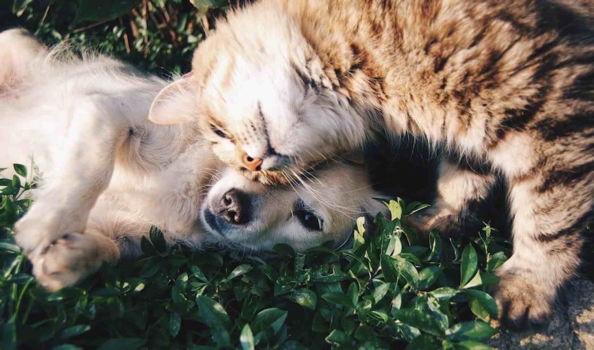 Vacinação contra raiva para cães e gatos ocorrerá neste sábado (14)