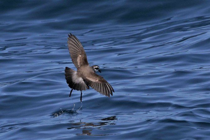 Estudo mostra que as aves marinhas, como as espécies de petrel, são as mais prejudicadas - (crédito: Paul Donald) Estudo mostra que as aves marinhas, como as espécies de petrel, são as mais prejudicadas - (crédito: Paul Donald)