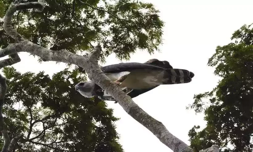 A harpia estava tampada por um galho, observando a família e toda a região a sua volta