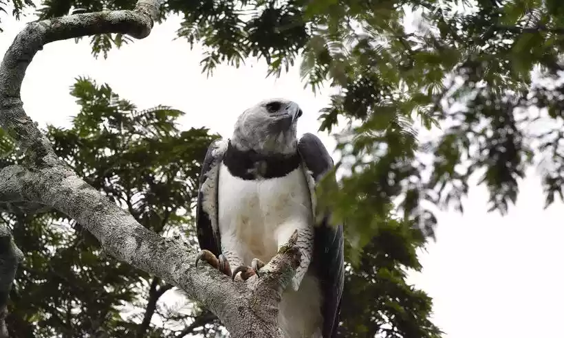 Harpia, ave rara e uma das mais fortes do mundo, é fotografada em Minas