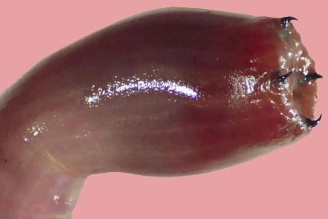 Verme bloodworms: uma aparência nada agradável - (crédito: Divulgação/MATTER/WONDERLY ET. AL) Verme bloodworms: uma aparência nada agradável - (crédito: Divulgação/MATTER/WONDERLY ET. AL)