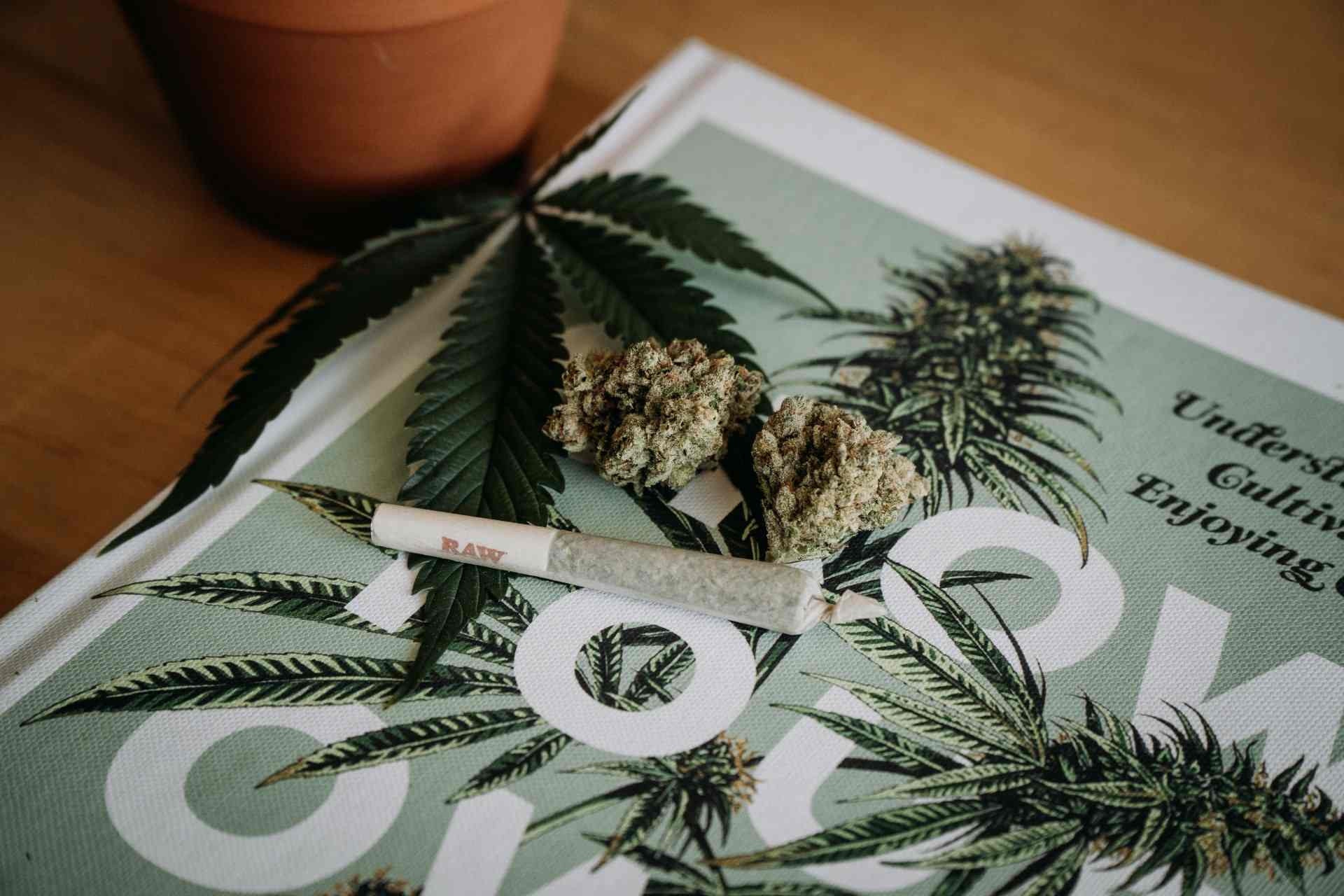 Datafolha: brasileiro é contra legalização da maconha, mas apoia uso medicinal