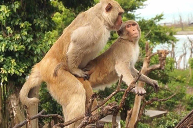 (crédito: Divulgação/Nature Ecology & Evolution) (crédito: Divulgação/Nature Ecology & Evolution)
