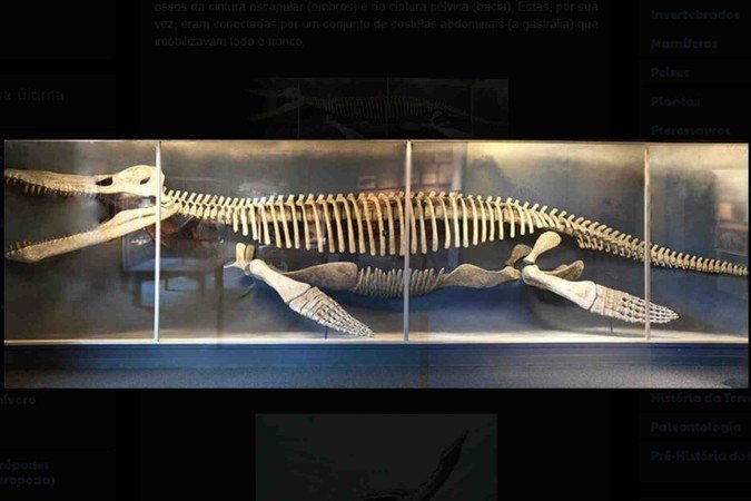  (crédito:  Museu de História Natural de Harvard)