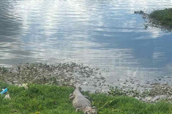 De acordo com especialistas não
há excesso de animais que vivem na orla do Lago Paranoá - (crédito: Divulgação/Operações Lacustres/PMDF) De acordo com especialistas não
há excesso de animais que vivem na orla do Lago Paranoá - (crédito: Divulgação/Operações Lacustres/PMDF)