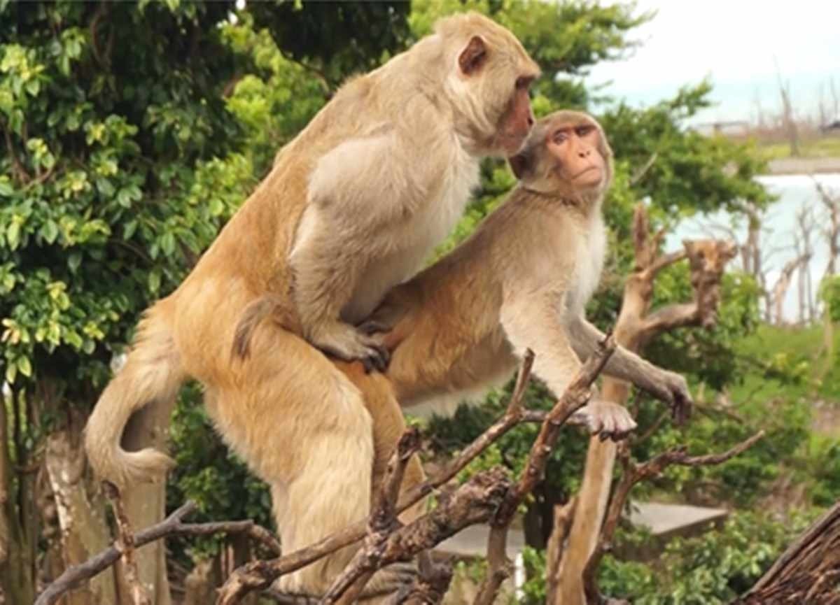 Macacos machos de ilha fazem mais sexo homossexual do que com fêmeas
