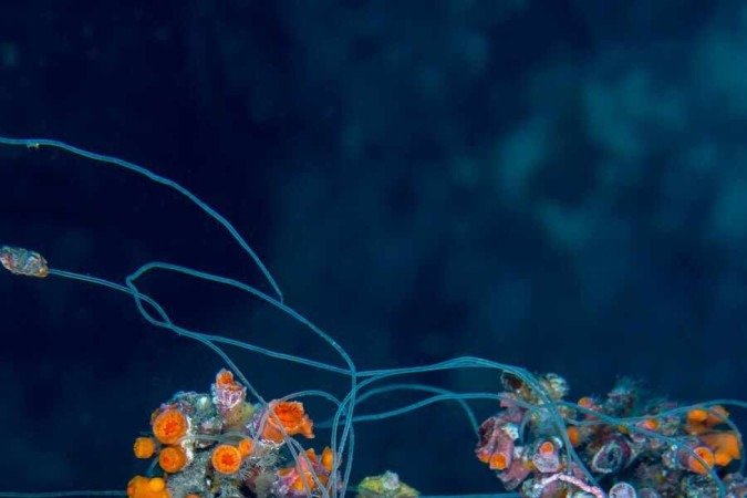 Em Cabo Verde, linha de pesca se enrosca nos corais da espécie Dendrophylliid. Quando puxado, o objeto quebra o organismo 