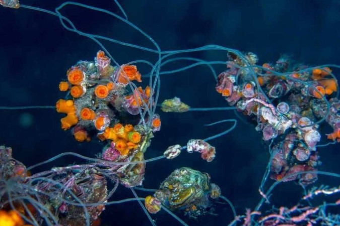 Em Cabo Verde, linha de pesca se enrosca nos corais da espécie Dendrophylliid. Quando puxado, o objeto quebra o organismo marinho -  (crédito: /Luiz Rocha © California Academy of Sciences/Divulgação )