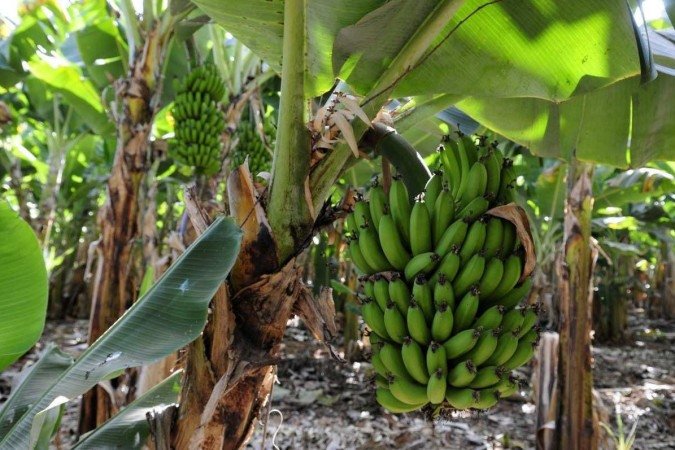  13/07/2023. Crédito: Minervino Júnior/CB/D.A Press. Brasil.  Brasilia - DF. Produção de Banana na área rural Taquara de Planaltina. Produtor Rogério Antônio da Silva.