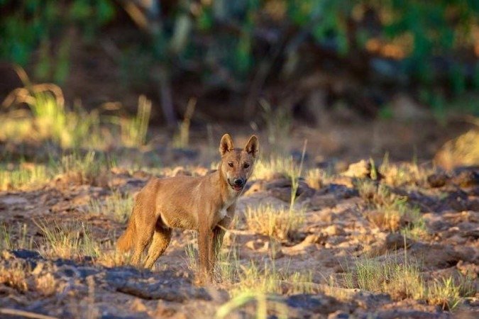 Teste avaliou interação de aves e mamíferos: resultado tem precisão de 67% a 88%
- (crédito: Angus Emmott.) Teste avaliou interação de aves e mamíferos: resultado tem precisão de 67% a 88%
- (crédito: Angus Emmott.)