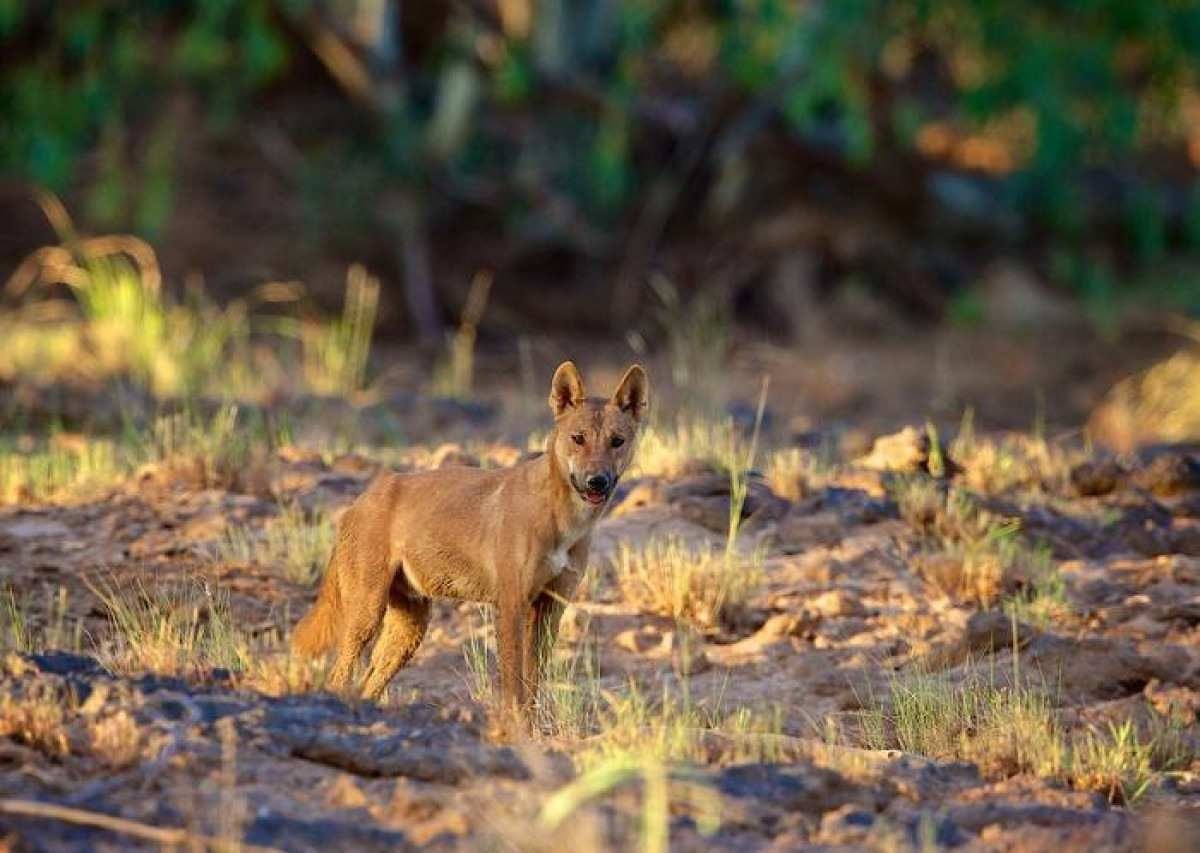 Inteligência artificial prevê o risco de animais serem extintos 