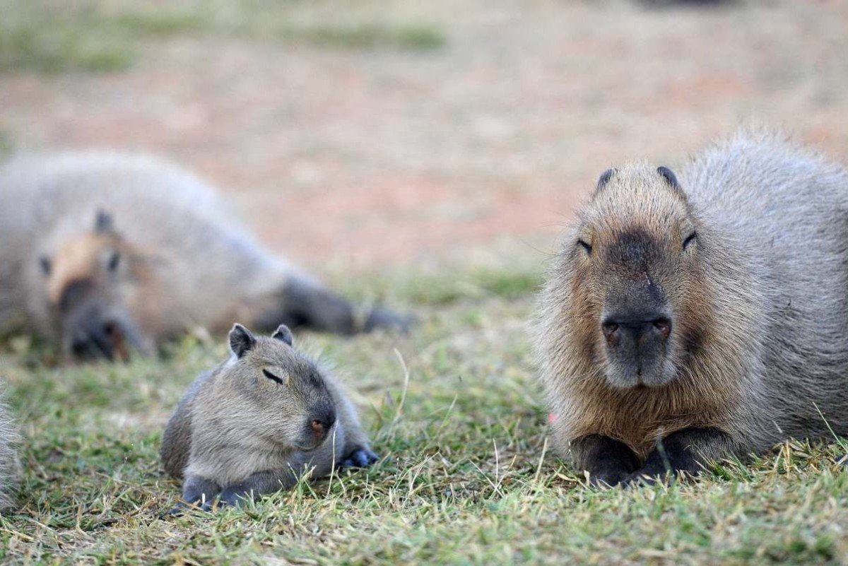 ROTINA DAS CAPIVARAS #capivara #rotina IN