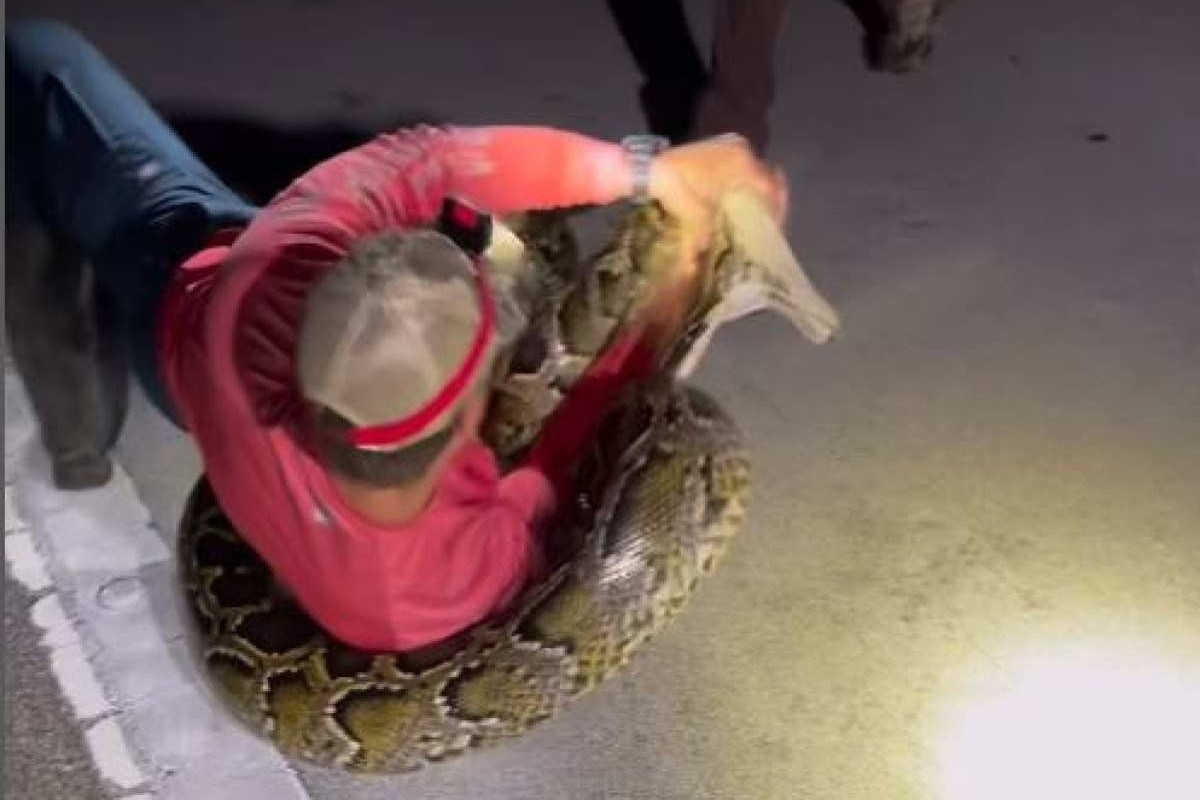 Caçador luta com cobra para tentar capturá-la na Flórida; veja