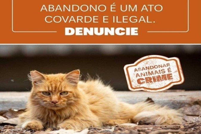 Material de conscientização da campanha de combate ao abandono de animais na UnB -
- (crédito: Marcelo Jatobá ) Material de conscientização da campanha de combate ao abandono de animais na UnB -
- (crédito: Marcelo Jatobá )