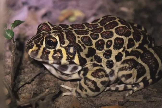 Cientistas trabalhando no escuro em busca da rã - (crédito: ISIS IBAÑEZ) Cientistas trabalhando no escuro em busca da rã - (crédito: ISIS IBAÑEZ)