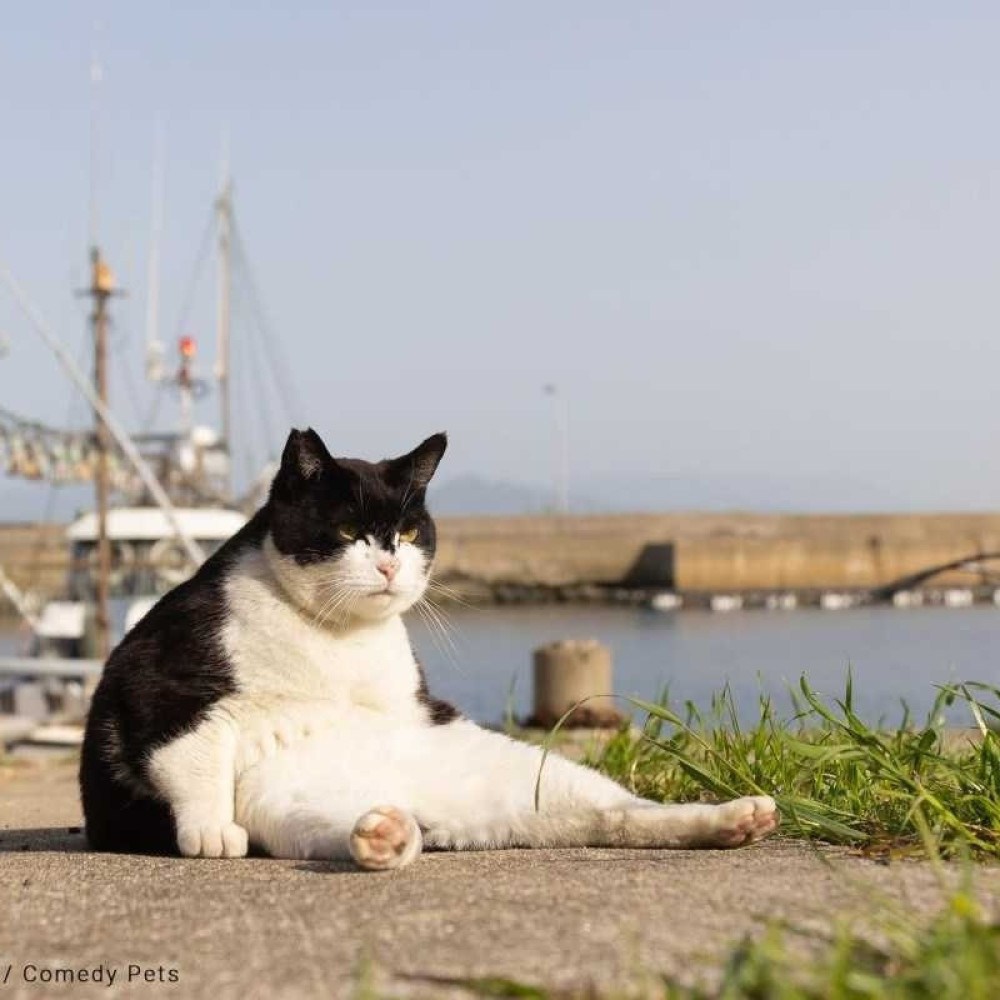 As fotos de pets mais engraçadas: veja finalistas de concurso - Forbes