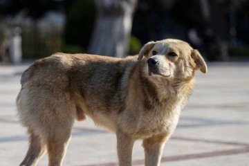 Segundo relatos, animais estão sendo abatidos à tiros nas ruas de cidades com conivência do governo do Marrocos e da Fifa - (crédito: Freepik/Reprodução) Segundo relatos, animais estão sendo abatidos à tiros nas ruas de cidades com conivência do governo do Marrocos e da Fifa - (crédito: Freepik/Reprodução)