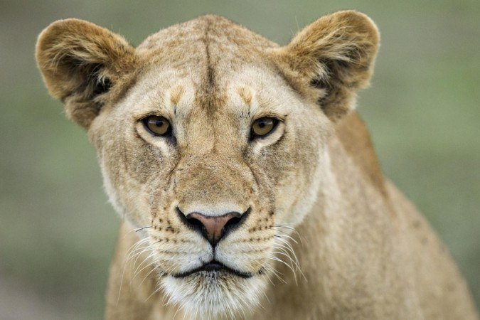 Polícia pediu a pessoas que fiquem dentro de casa e tenham especial cuidado com animais de estimação e gado (foto ilustrativa) - (crédito: Getty Images) Polícia pediu a pessoas que fiquem dentro de casa e tenham especial cuidado com animais de estimação e gado (foto ilustrativa) - (crédito: Getty Images)