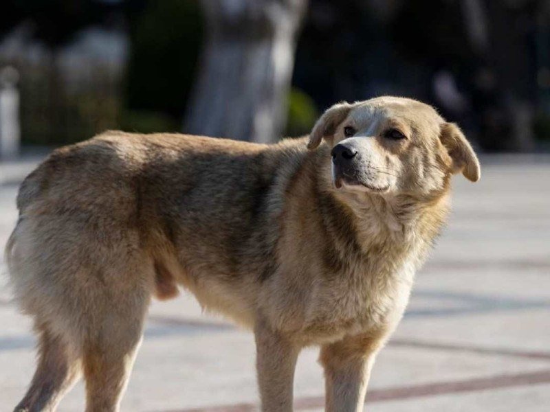 Segundo relatos, animais estão sendo abatidos à tiros nas ruas de cidades com conivência do governo do Marrocos e da Fifa -  (crédito: Freepik/Reprodução)