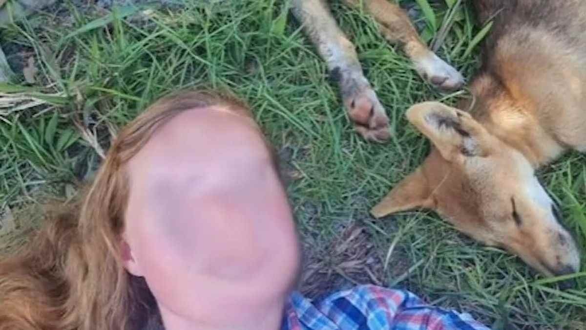 A mulher foi multada por postar uma selfie perigosamente perto de dingos dormindo