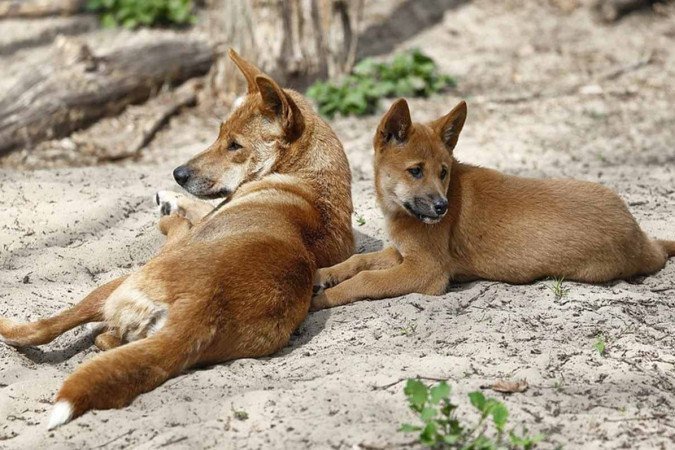 O Dingo é um cão australiano selvagem que pesa entre 13 e 20 quilos - (crédito: Reprodução/sharkolot/Pixabay) O Dingo é um cão australiano selvagem que pesa entre 13 e 20 quilos - (crédito: Reprodução/sharkolot/Pixabay)