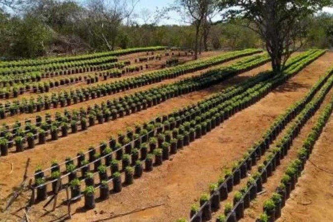  Frame do vídeo que acompanha a desinformação aqui checada. Detalhe para a árvore colocada entre as mudas de maconha, como no fundo do lado direito da foto da PM-BA

