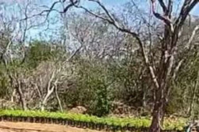  Frame do vídeo que acompanha a desinformação aqui checada. Detalhe para o sistema de irrigação e as sessões mais vazias de mudas, como ocorre no canto superior esquerdo da foto da PM-BA