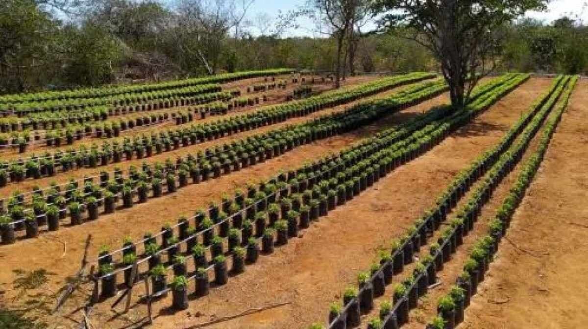 Frame do vídeo que acompanha a desinformação aqui checada. Detalhe para a árvore colocada entre as mudas de maconha, como no fundo do lado direito da foto da PM-BA Frame do vídeo que acompanha a desinformação aqui checada. Detalhe para a árvore colocada entre as mudas de maconha, como no fundo do lado direito da foto da PM-BA