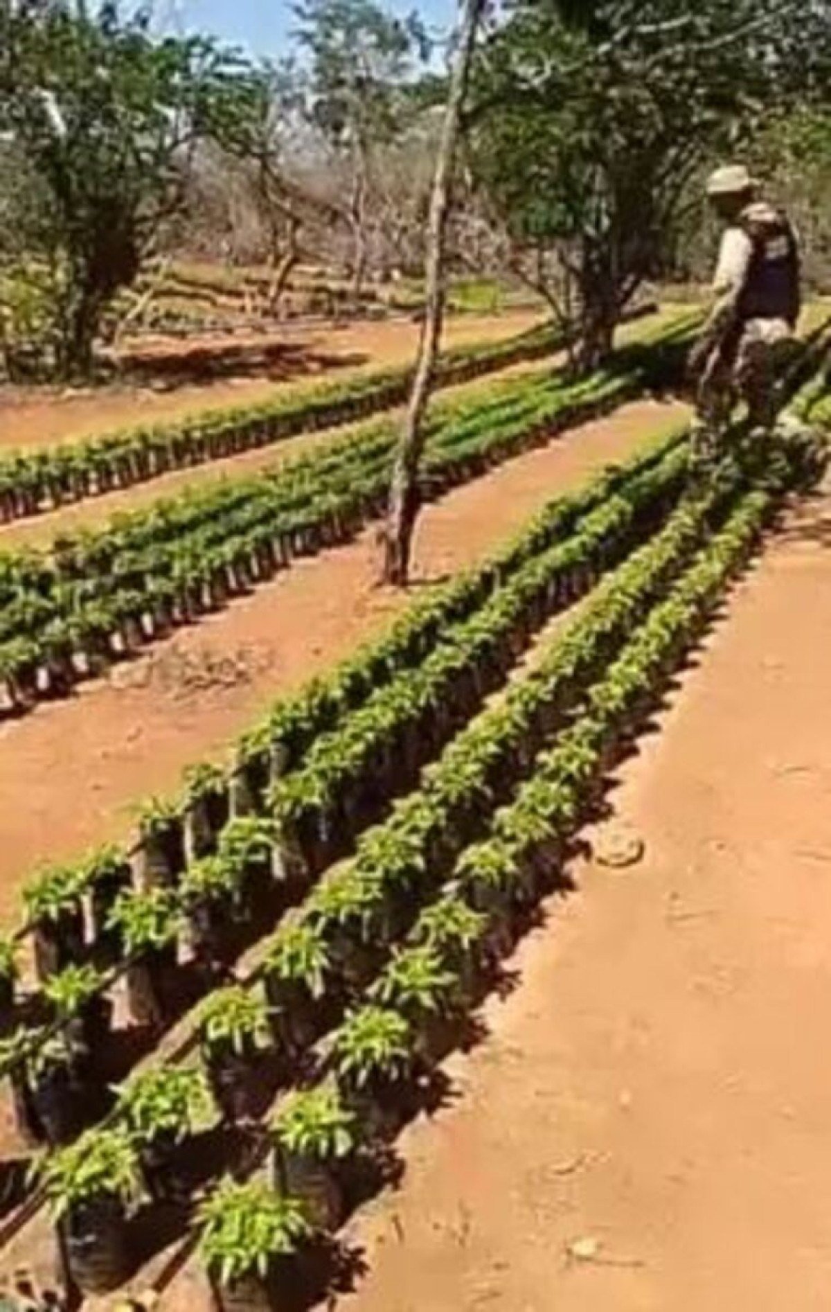 Imagem feita pela PM-BA em operação que apreendeu 126 mil pés de maconha na região de Jacobina Imagem feita pela PM-BA em operação que apreendeu 126 mil pés de maconha na região de Jacobina