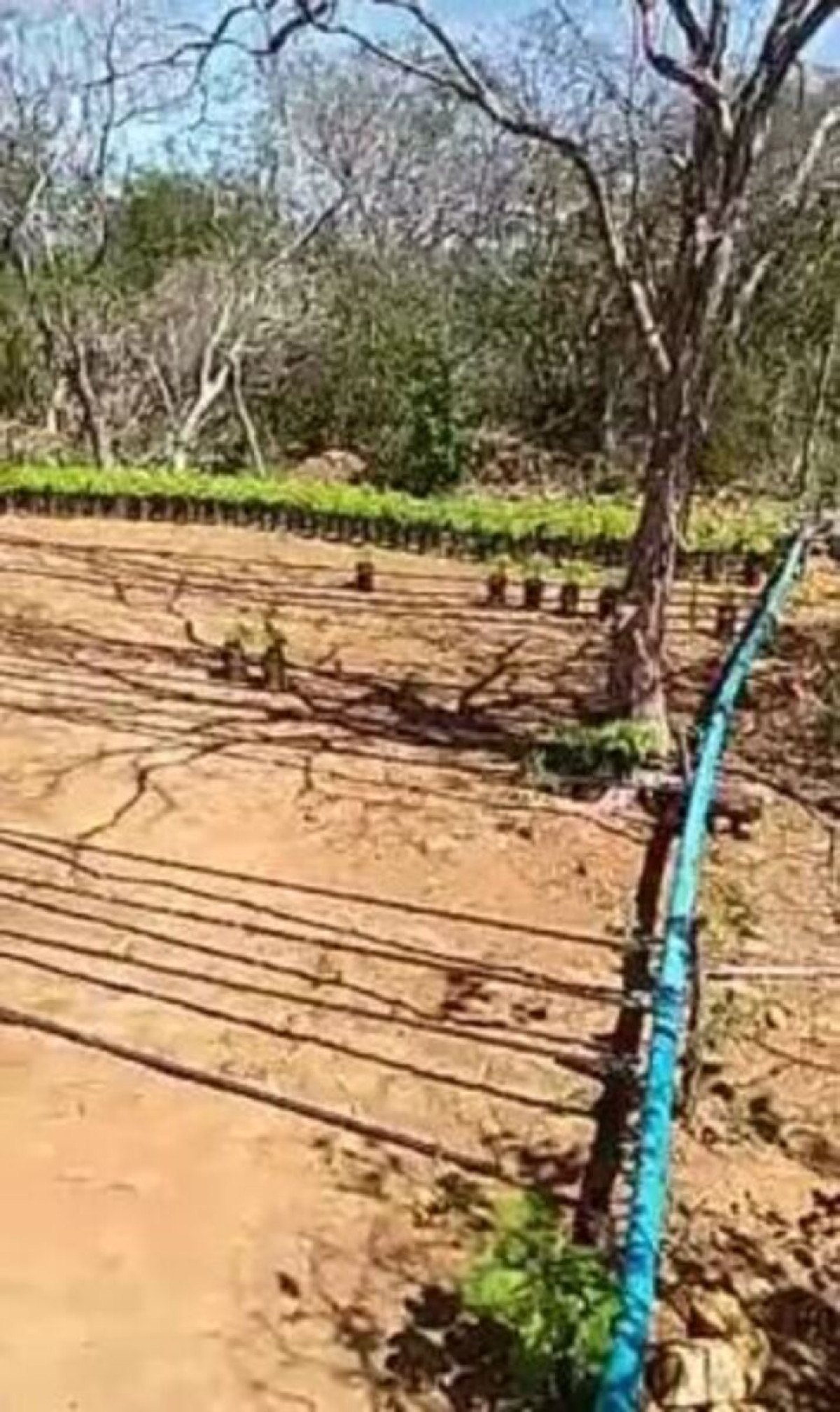 Frame do vídeo que acompanha a desinformação aqui checada. Detalhe para o sistema de irrigação e as sessões mais vazias de mudas, como ocorre no canto superior esquerdo da foto da PM-BA Frame do vídeo que acompanha a desinformação aqui checada. Detalhe para o sistema de irrigação e as sessões mais vazias de mudas, como ocorre no canto superior esquerdo da foto da PM-BA