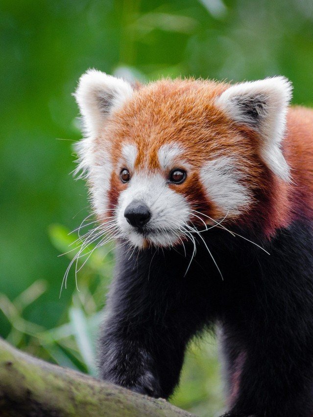 Panda-vermelho: Conheça a espécie que já marcou presença em