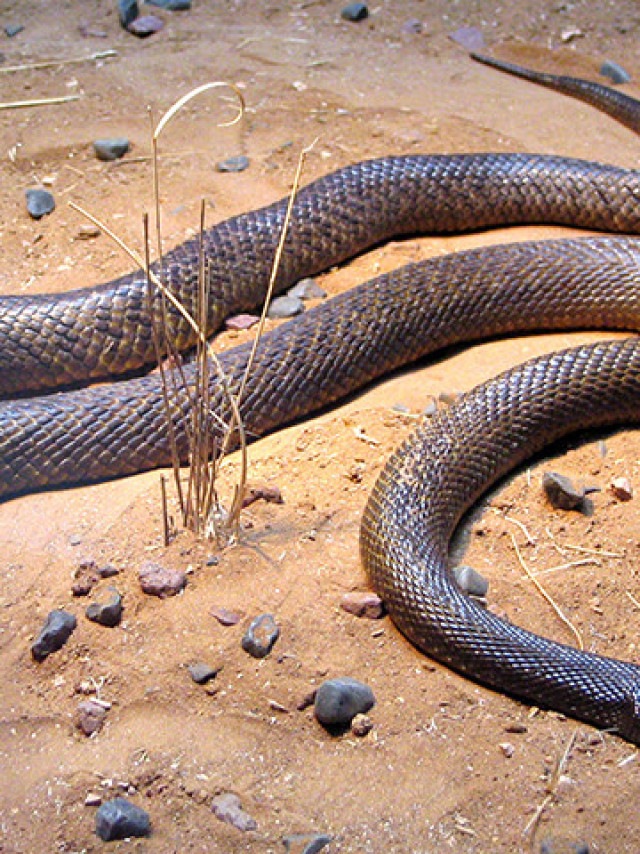 Cobra krait malasiana: tudo sobre serpente considerada umas das venenosas  do mundo