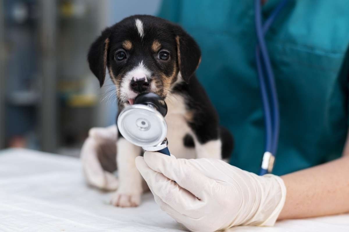 Hepatite viral canina: saiba as formas de identificação, diagnóstico e tratamento 