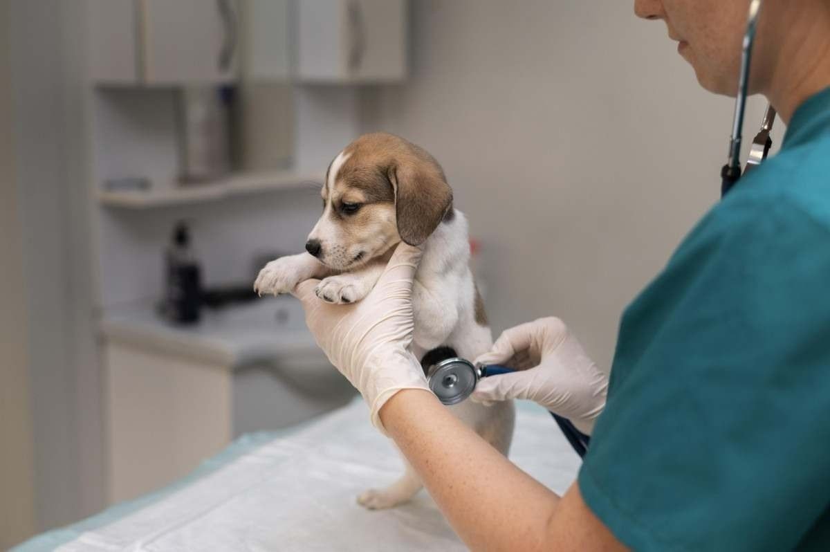 Superbactérias x pets: precisamos falar sobre o problema